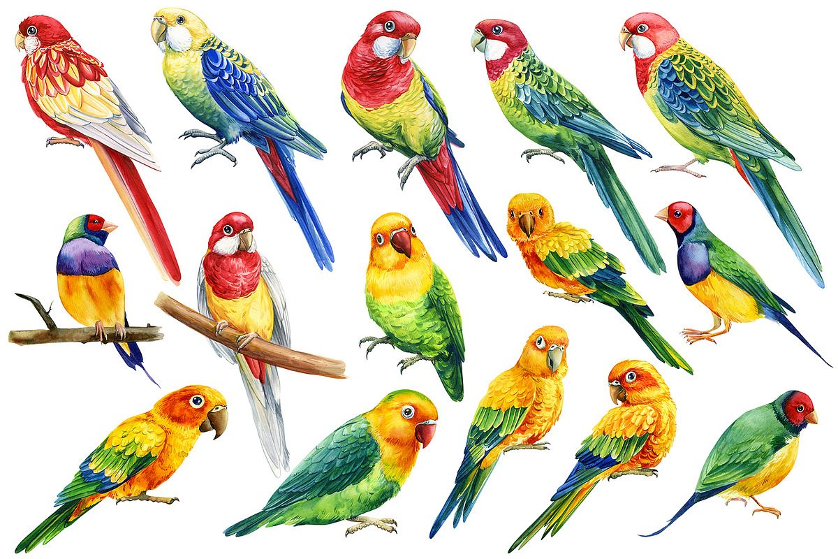 Tropical birds watercolor clipart, an Animal Illustration by Hanna Hryharenka (Photo 9 of 12)