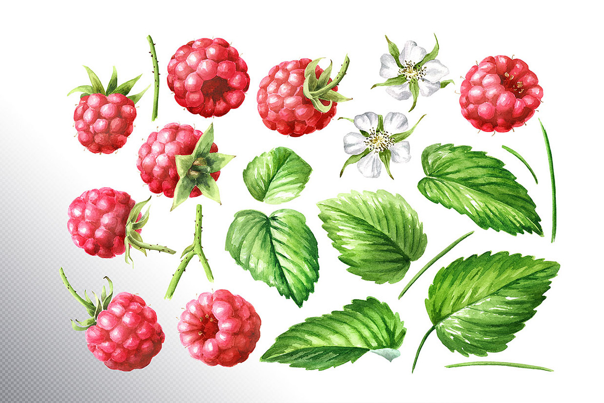 Summer Raspberries. Watercolor set, a Food Illustration by Daria Ustiugova (Photo 25 of 26)