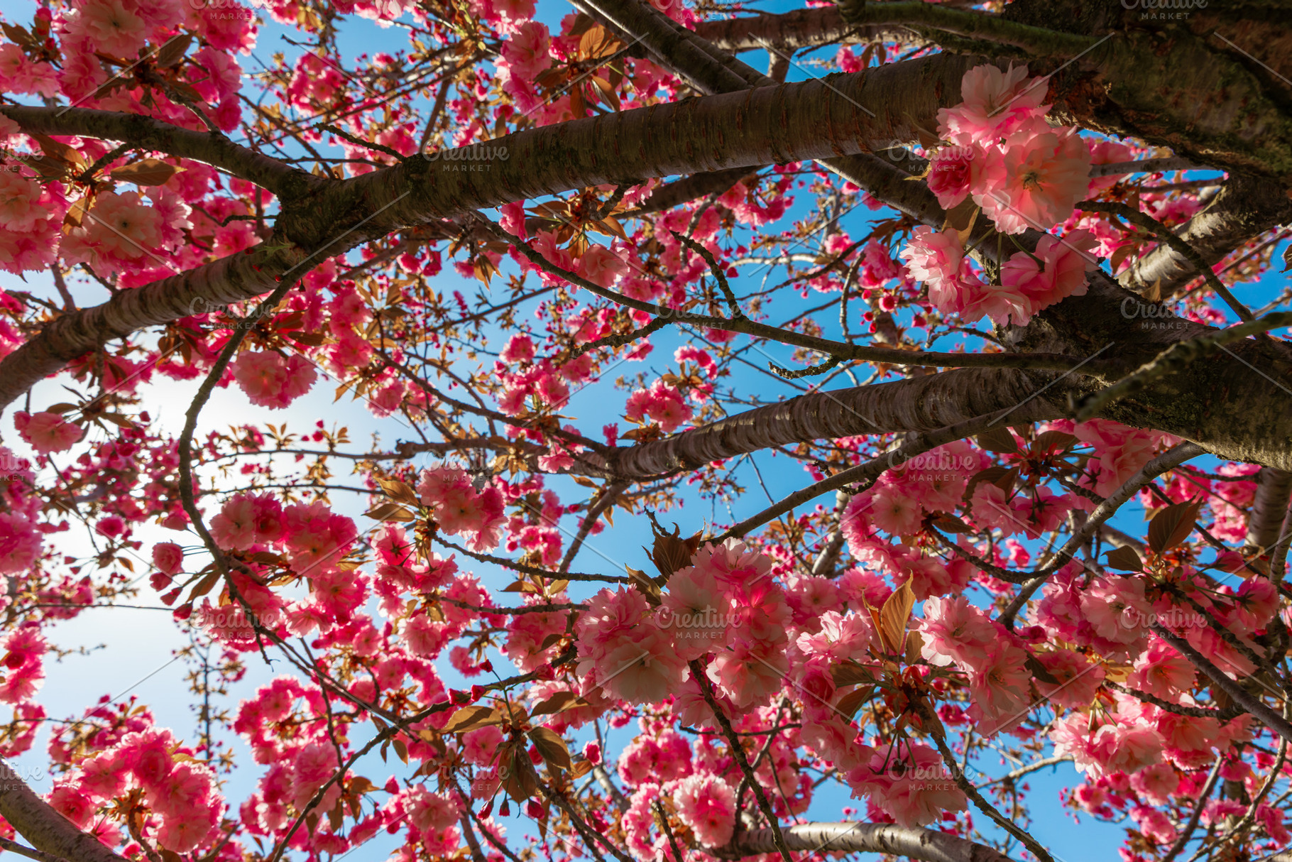 View from below of cherry blossom branches filled with pink flow, a Nature Photo by Ales Munt