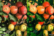 Golden Apple Orchard Presets, a Preset Add-On by AAA Presets (Thumbnail 3 of 14)