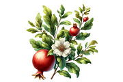 Watercolor Pomegranate Clipart, an Illustration by Designworld (Thumbnail 5 of 6)