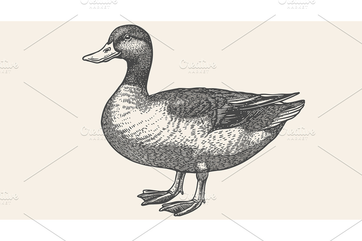 Duck, mallard sketch. Vintage retro, an Animal Illustration by Foxys Graphic