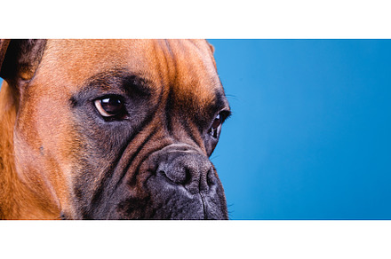 Boxer dog in the photo studio on, an Animal Photo by Daniel Megias