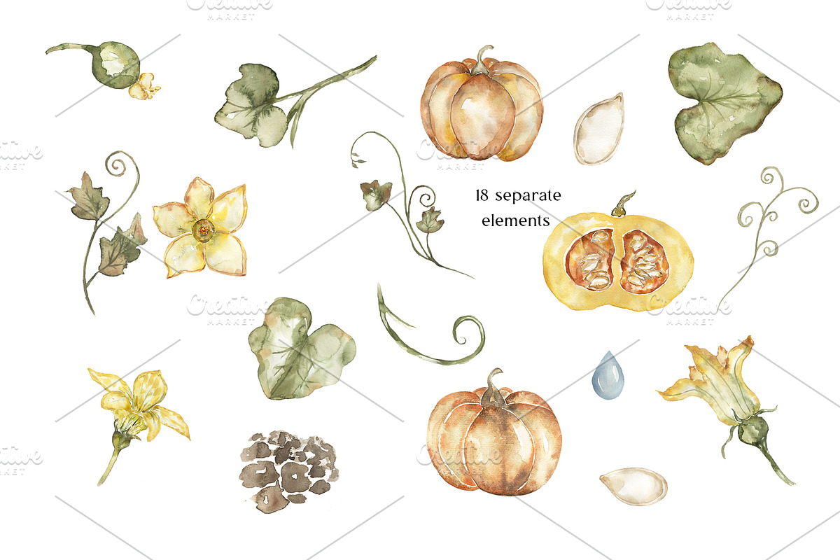 Watercolor Plant Life Cycle, an Education Illustration by MayaNavits (Photo 12 of 17)