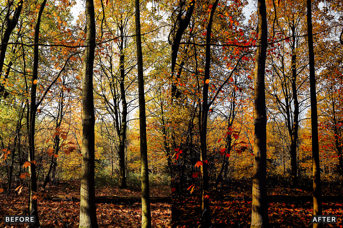 Misty Autumn Forest Presets, a Preset Add-On by AAA Presets (Photo 9 of 13)