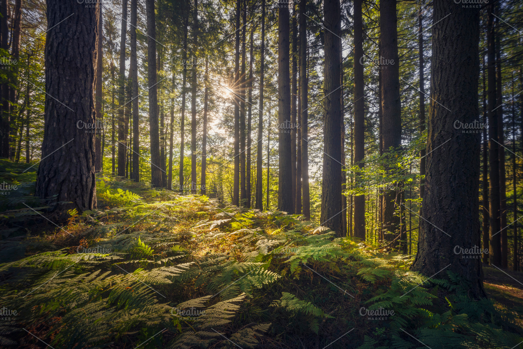Acquerino nature reserve forest, a Nature Photo by Stefano Orazzini