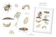 Watercolor Insects Life Cycle, an Education Illustration by MayaNavits (Thumbnail 4 of 18)