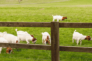 Goats and kids grazing in rural pasture with wooden fence, enjoying lush green, a Photo by Studio ANNA