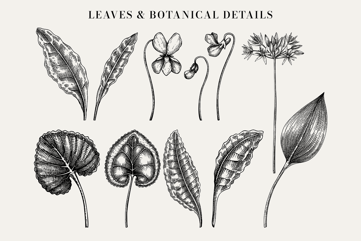 Spring Wildflower Vintage Vector Set, a Seasonal Illustration by Yevheniia (Photo 5 of 9)