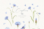 Watercolor Cornflowers, an Illustration by Nastya.Chay (Thumbnail 2 of 10)