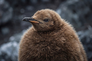 Fluffy Brown King Penguin Chick, an Animal Photo by Virgo Studio