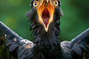236 surprised animals, an Animal Photo by Handmadefont (Thumbnail 224 of 241)