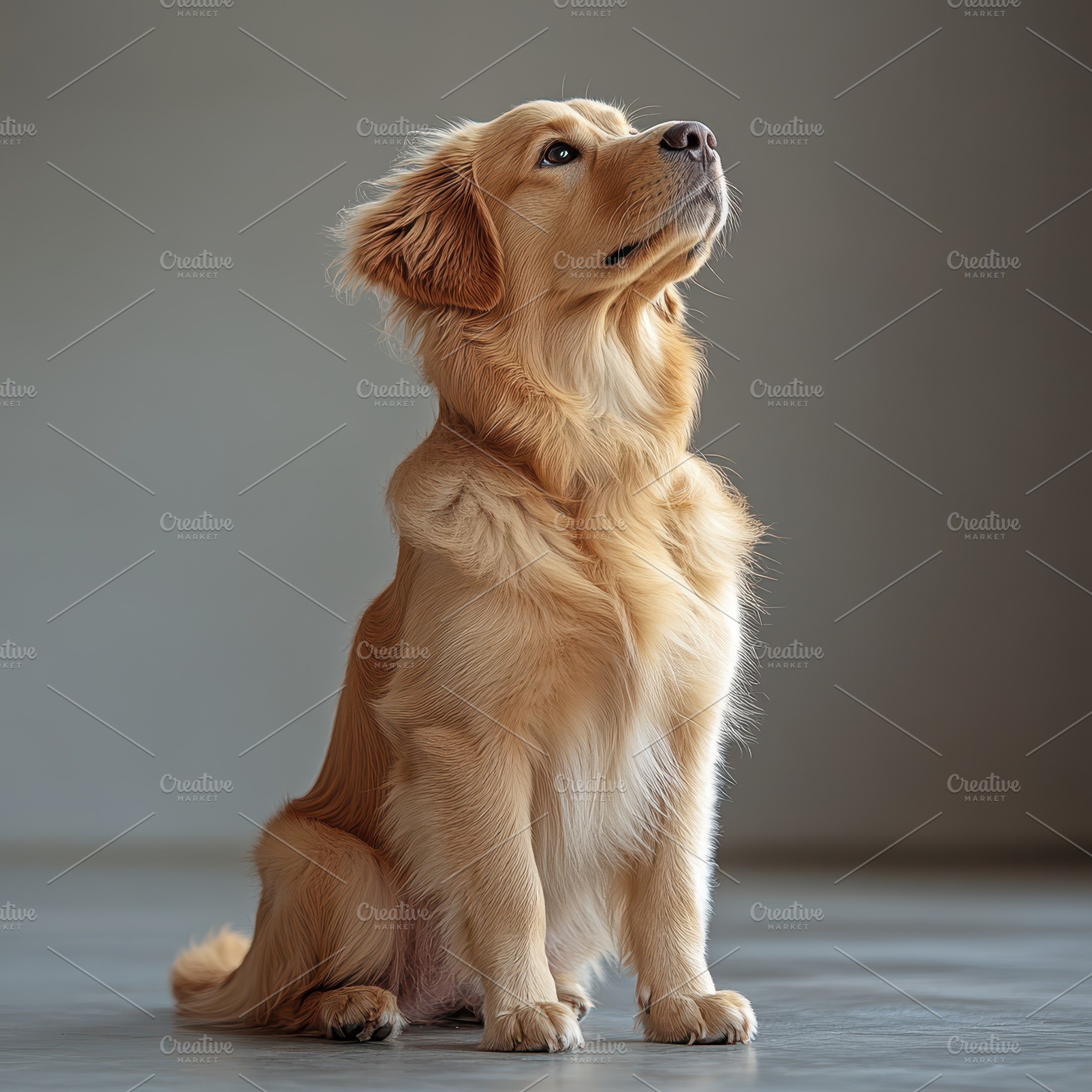 Golden Retriever Puppy Sitting Looki, an Animal Photo by Pixeness Studio
