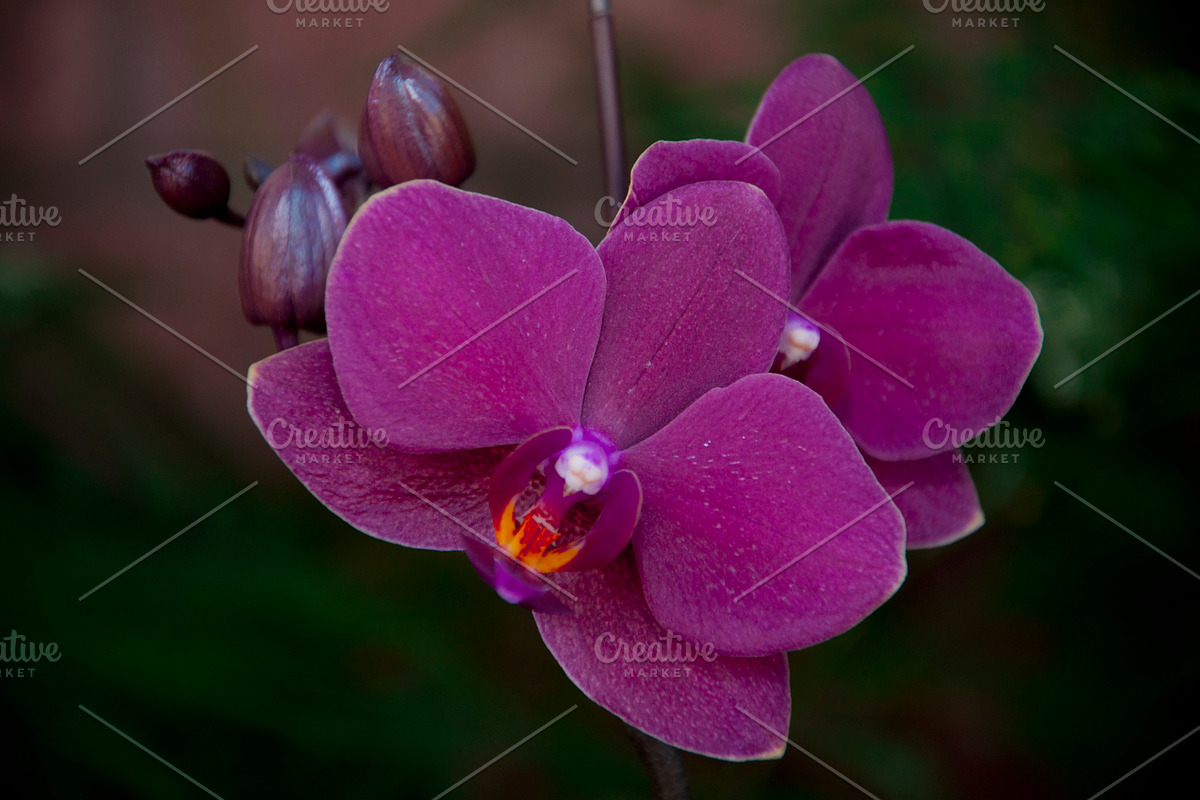 Orchid Flower Stock Bundle, a Nature Photo by r.r.palacios (Photo 8 of 11)
