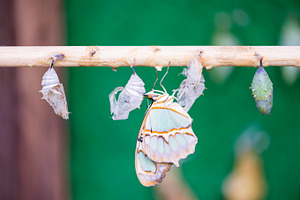 Birth of a butterfly containing pupae, butterfly, and chrysalis