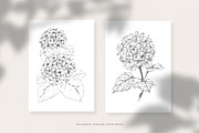 Hydrangea. Pencil and watercolor, an Illustration by Tilling (Thumbnail 4 of 5)