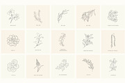 Birth-Flowers. Trendy Plants, Logos, a Seasonal Illustration by Designwork (Thumbnail 21 of 21)