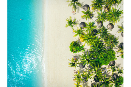 Aerial view of palm trees, umbrellas, a Nature Photo by den-belitsky