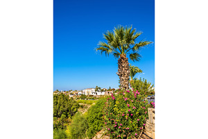 Palm tree and flowers in Paphos - Cyprus, an Architecture Photo by Leonid Andronov