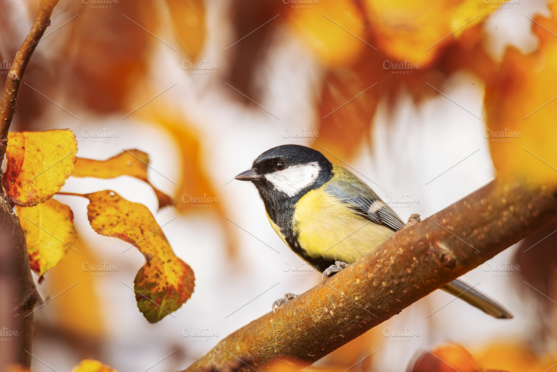 tit close up ( Parus major ).., an Animal Photo by AlexBush