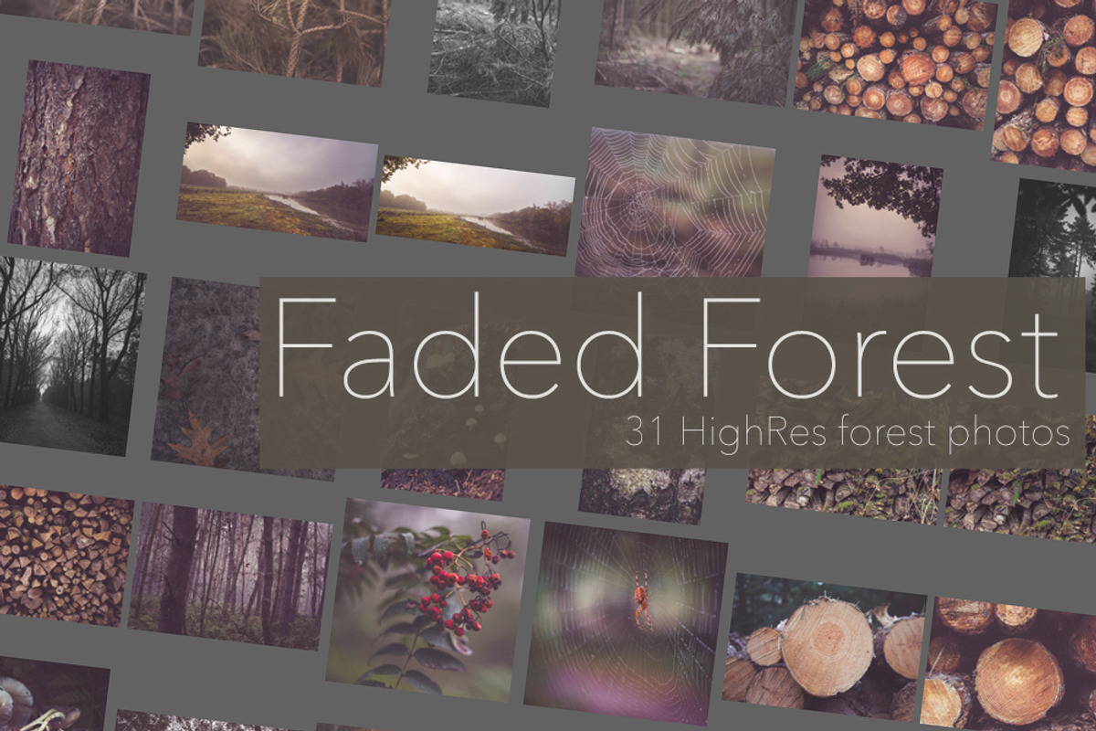Faded Autumn Forest 31 Photo Pack preview 7