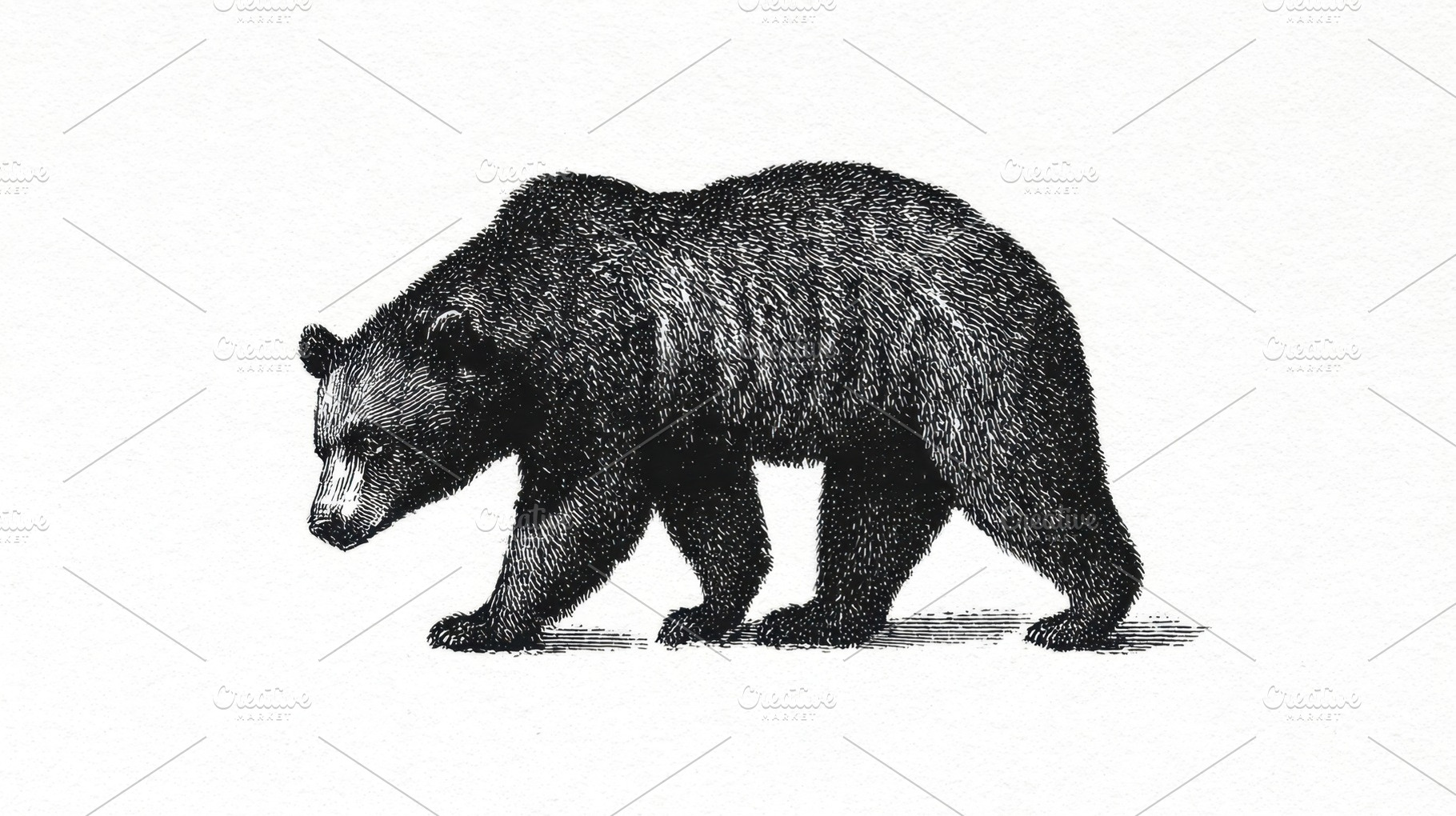 Brown bear walking in forest, a Photo by Beautiful things