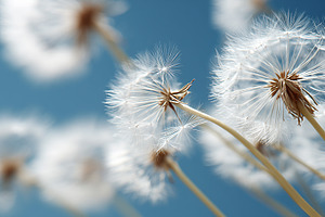 Close up of delicate white dandelion, a Nature Photo by MistyDay