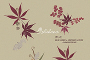 Oshibana Dried & Pressed Fall Leaves, an Object Graphic by Lana Elanor (Thumbnail 14 of 17)