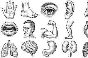 Human Anatomy Parts Collection, an Object Graphic by nikagraphic