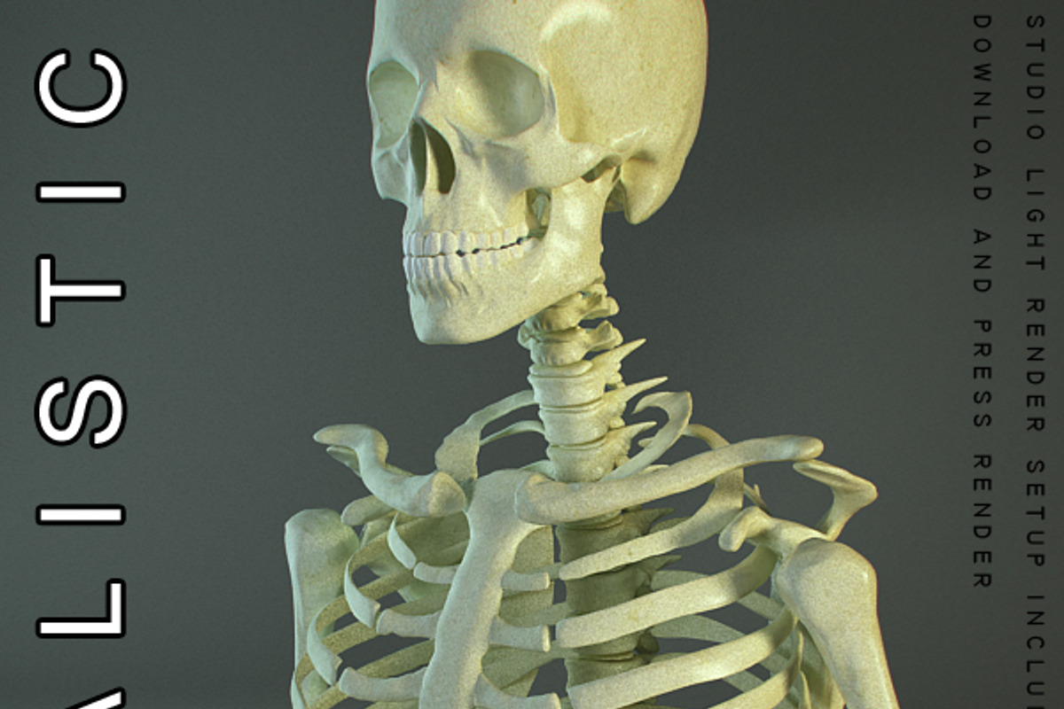 Realistic Skeleton, a Characters & Person 3D Model by VisualCG (Photo 1 of 4)