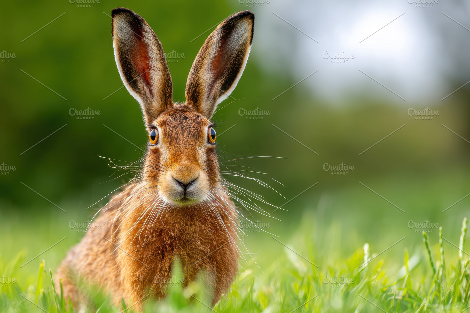 Close-up of a brown hare in green grass, an Animal Photo by AlyaAnd
