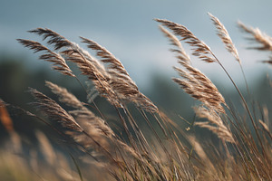 Grass sways in the wind at sunset, a Photo by Beautiful things