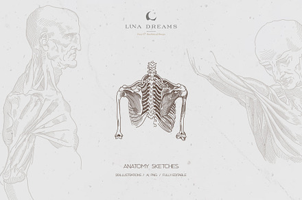 LEONARDO DA VINCI ANATOMY SKETCHES, an Illustration by Luna Dreams