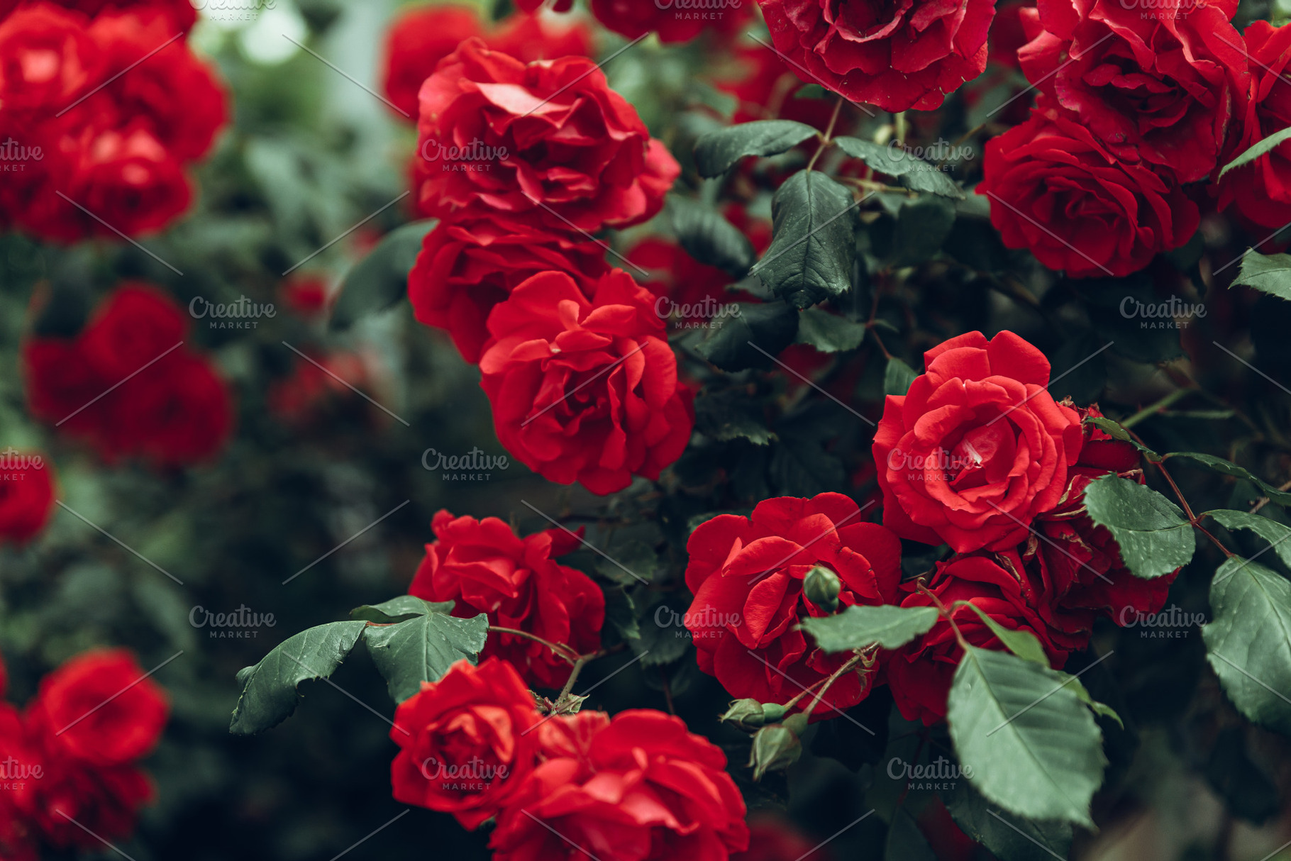 Red rose bush growing in garden containing background, texture, and postcard, a Nature Photo by Tinyakov Story