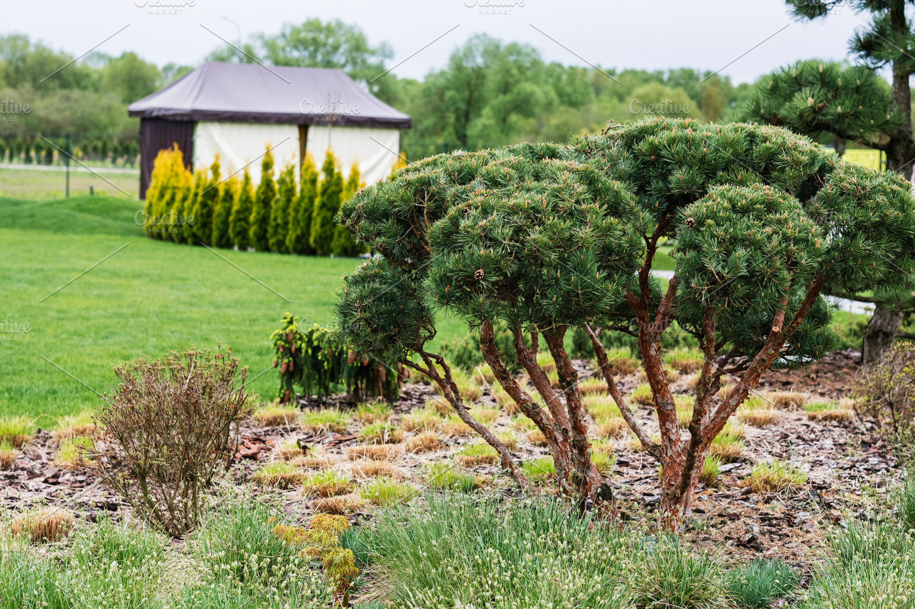 Scenic landscaped garden with trimmed pine trees and lush green grass, a Photo by AS photostudio