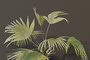 A Fan Palm Bush, a Plants & Tree 3D Model by FuturePastCreatives (Thumbnail 3 of 7)