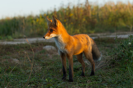 Cute young fox cub on the grass back stock photo containing fox and cub, an Animal Photo by oleghz