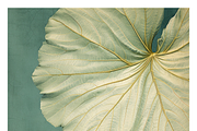 Bief Co · Botanical Leaf Backgrounds, a Texture Illustration by milatovar (Thumbnail 20 of 21)