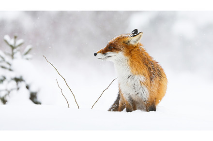 Red fox looking on white meadow in, an Animal Photo by WildMedia