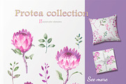 Protea collection, an Illustration by oKOLOstyle (Thumbnail 5 of 6)