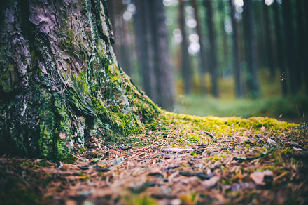 Forest featuring tree, moss, and trunk, a Nature Photo by Olezzo