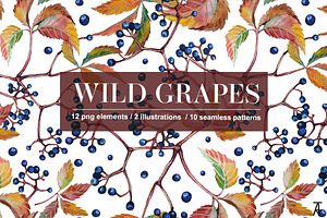 Wild Grapes. Png And Patterns