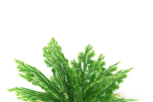 Selaginella