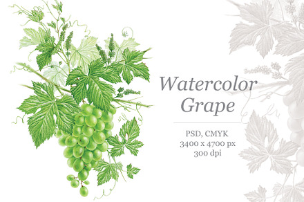 Watercolour Green Grape