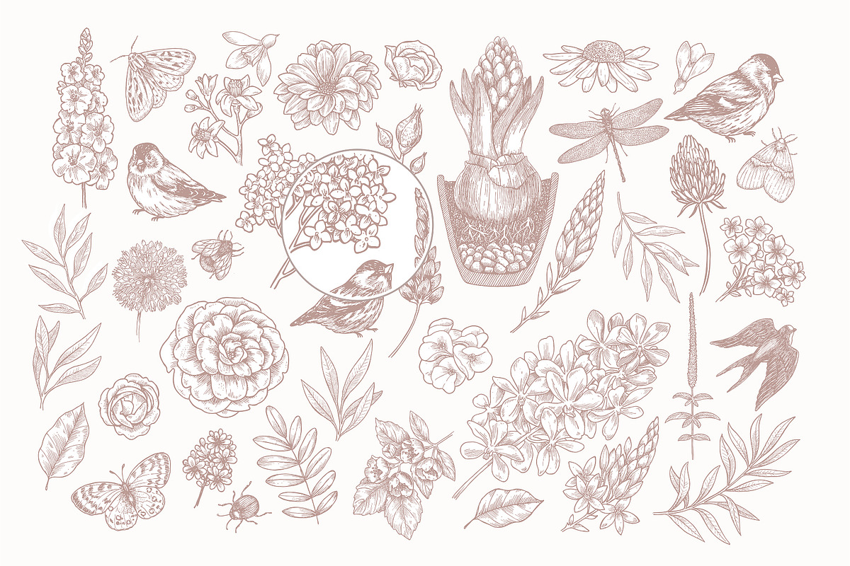 Spring Flowers Collection, an Illustration by adehoidar (Photo 2 of 9)