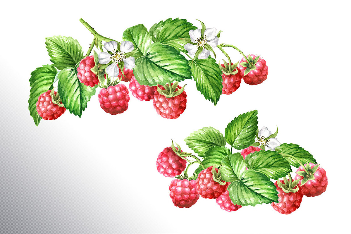 Summer Raspberries. Watercolor set, a Food Illustration by Daria Ustiugova (Photo 16 of 26)