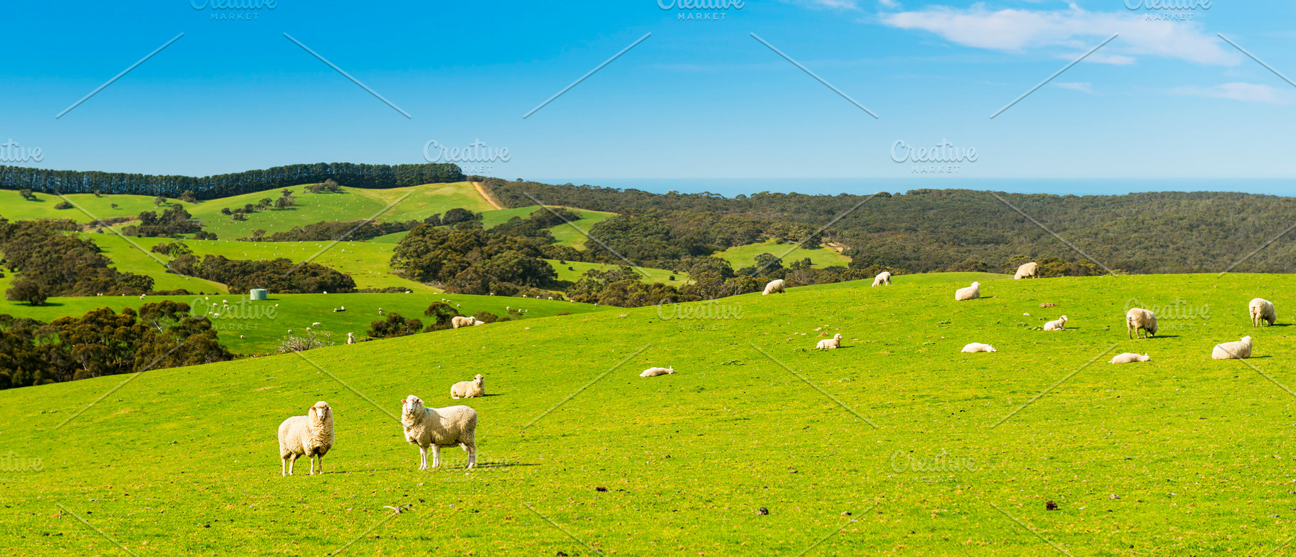 Sheep, an Animal Photo by THP Creative