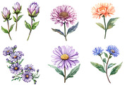 Watercolor Aster Flowers Botanical C, an Illustration by Watercolor design (Thumbnail 2 of 4)