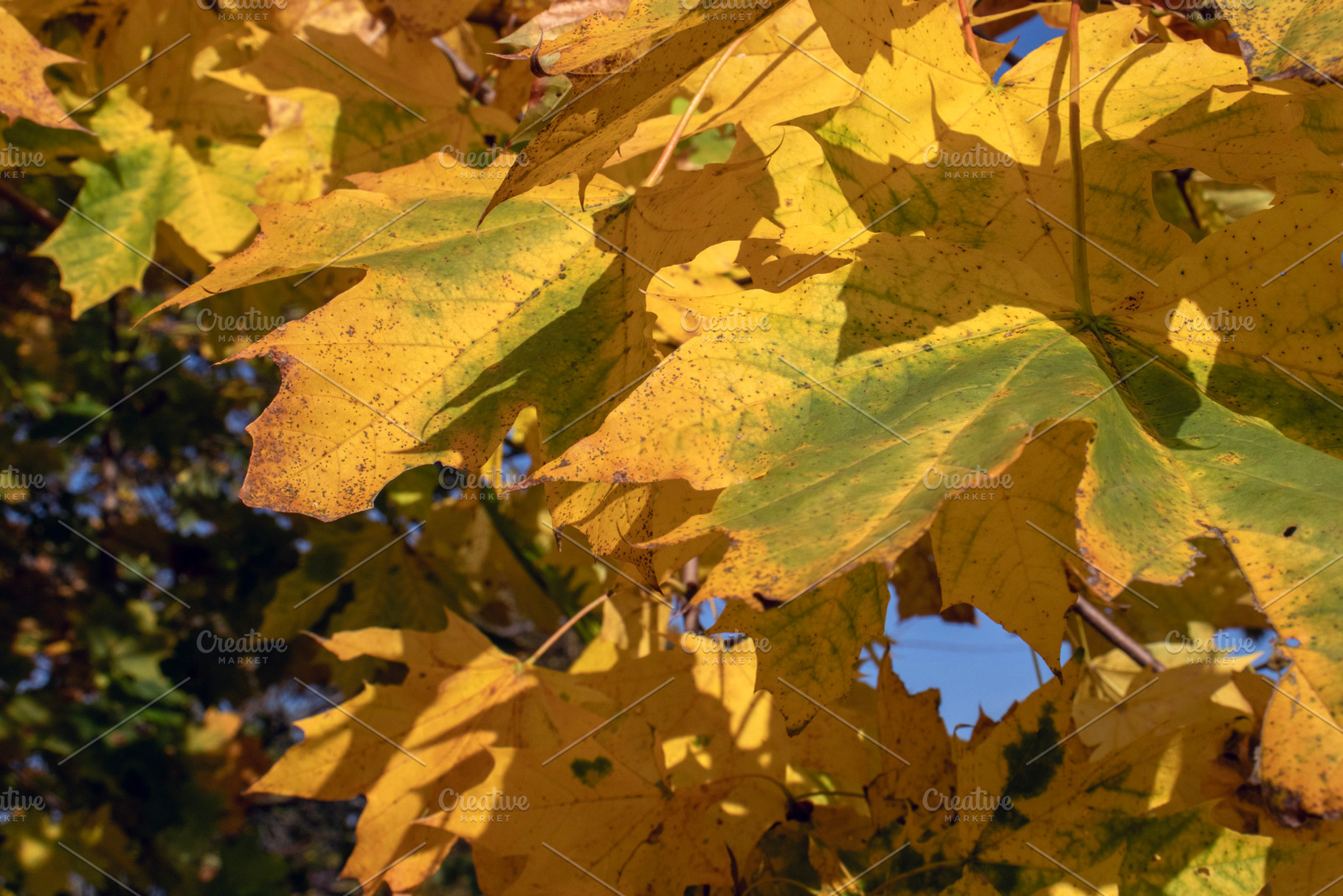 Barely yellow maple leaves, close-up, a Nature Photo by Schreibikus