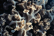 72 Microscopic Fungi Backgrounds, a Background Graphic by h.utomo (Thumbnail 69 of 72)